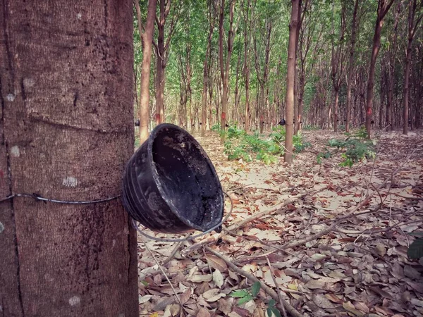 Kauçuk ağaç ve kase. Tayland çiftçi tarım