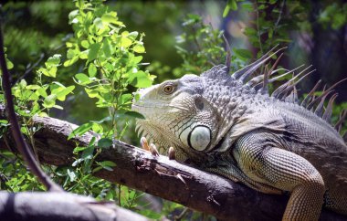 Lens Zoom mükemmel Iguana kahverengi vahşi ejderha ağaç