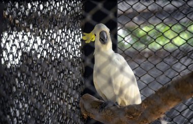 Beyaz bir Kakadu kuşu. kafeste hayvanat bahçesi