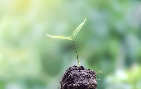 Earth day seedlings On hand in concept Love the world on nature green background