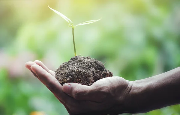 Earth day seedlings On hand in concept Love the world on nature green background