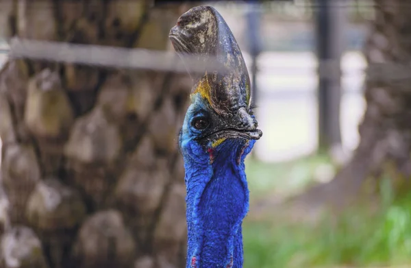 Nome Primo Piano Ritratto Uccello Cassowary Blu Nello Zoo Thailandia — Foto Stock