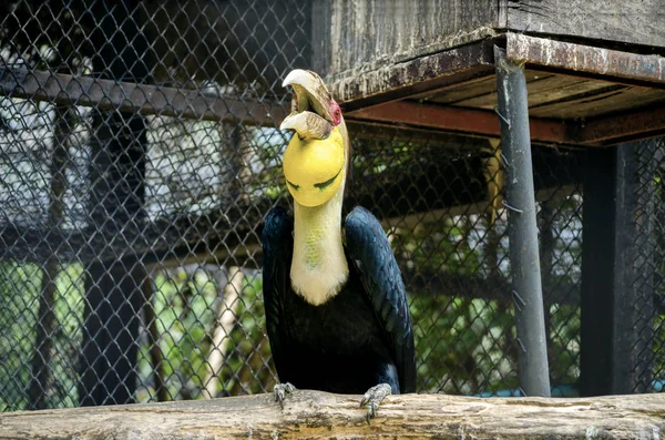 Nome Primo Piano Ritratto Uccello Cassowary Blu Nello Zoo Thailandia — Foto Stock