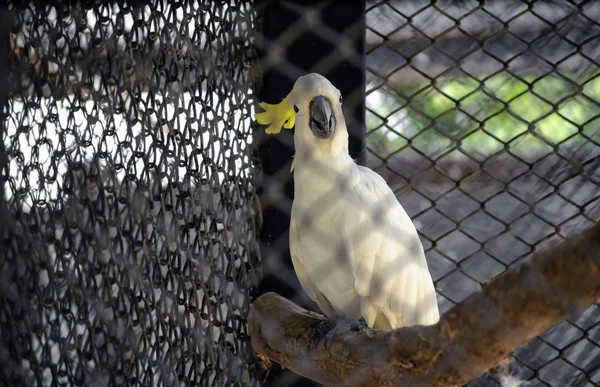 Jeden Biały Ptak Cockatoo Klatce Zoo — Zdjęcie stockowe