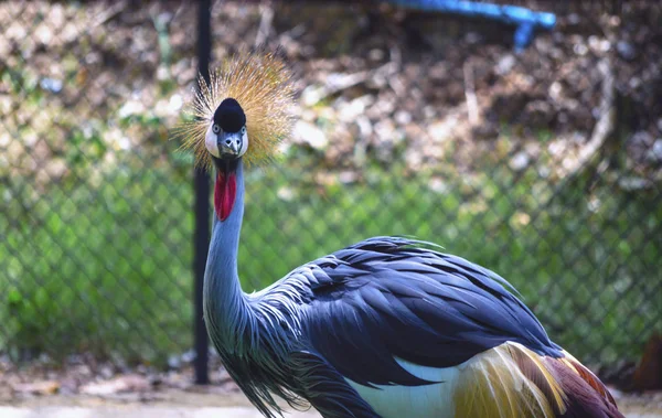 Gru Coronata Dell Africa Occidentale Nello Zoo Thailandia Uno Spettacolo — Foto Stock