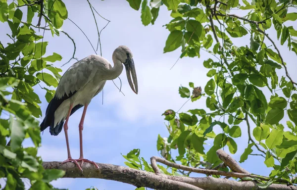 Cicogna Openbill Asiatica Asiatica Anastomus Oscitans Natura Della Thailandia — Foto Stock