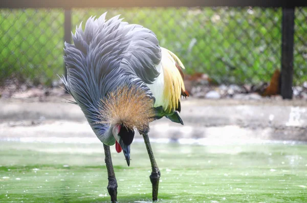 Gru Coronata Dell Africa Occidentale Nello Zoo Thailandia Uno Spettacolo — Foto Stock