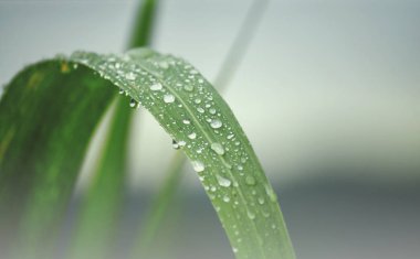 Taze yeşil yapraküzerine su damlaları. Yağmurdan sonra Yeşil baston yaprağı kapat