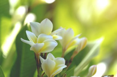 Yumuşak beyaz plumeria çiçekler buket sabah dal ağacında doğa arka plan yeşil bulanıklık.