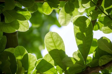 Bahçe doğal bitkiler taze bulanık ve güneş ışığı yeşillik arka plan yeşil yaprak doğa görünümü kadar kapatın