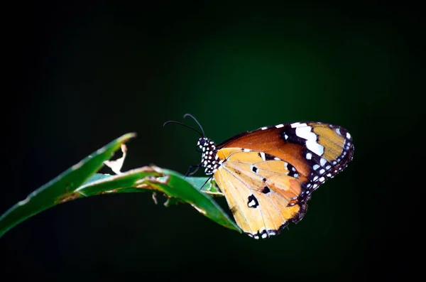 Closeup Gyönyörű Pillangó Színes Levél Zöld Természet — Stock Fotó