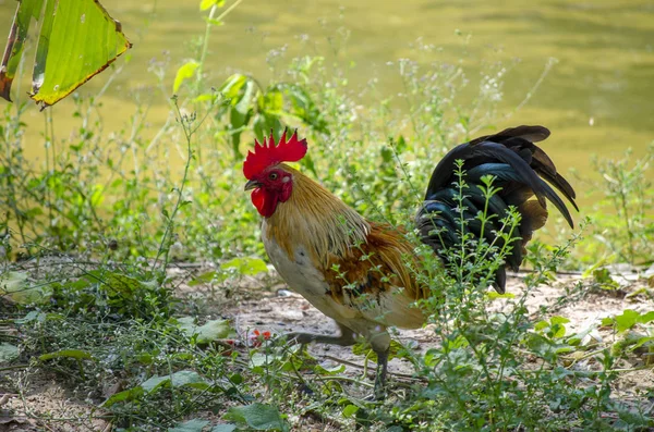Tayland bantam kırmızı horoz hayvanlar yaban hayatı Portresi