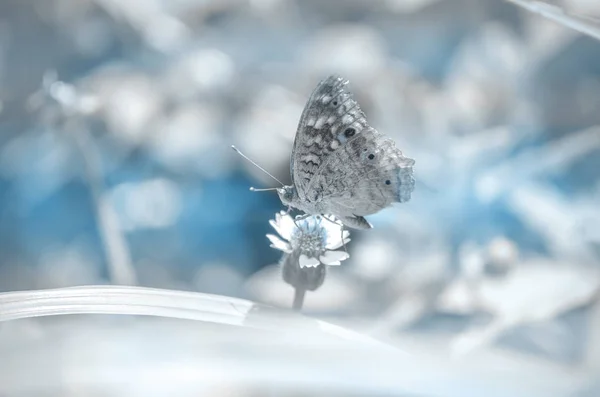 Hermosa Mariposa Primavera Sobre Fondo Flores Tonificación Pastel — Foto de Stock