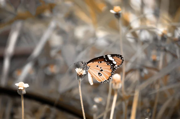 Hermosa Mariposa Primavera Sobre Fondo Flores Tono Vintage — Foto de Stock