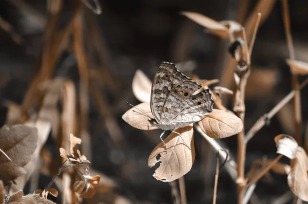 Piękny Motyl Wiosna Tle Kwiatów Vintage Tonowanie — Zdjęcie stockowe