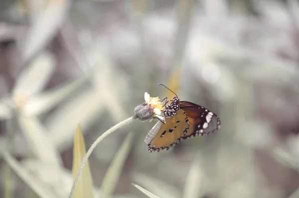 Hermosa Mariposa Primavera Sobre Fondo Flores Tono Vintage —  Fotos de Stock