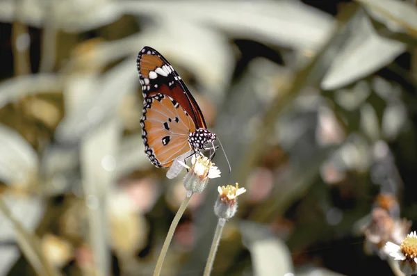Piękny Motyl Wiosna Tle Kwiatów Vintage Tonowanie — Zdjęcie stockowe