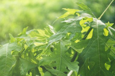 Hafif ücret ile papaya yeşil yaprak doğa