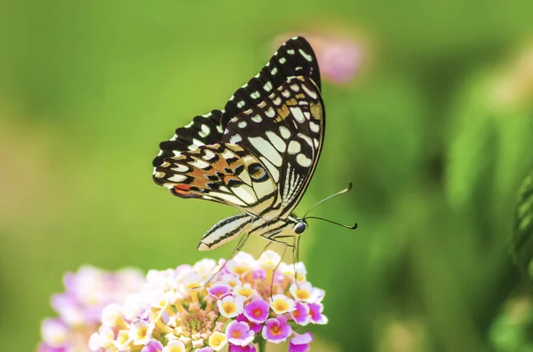 Increíble Hermosa Mariposa Flores Frescas Sobre Fondo Rosa Flores Macro — Foto de Stock