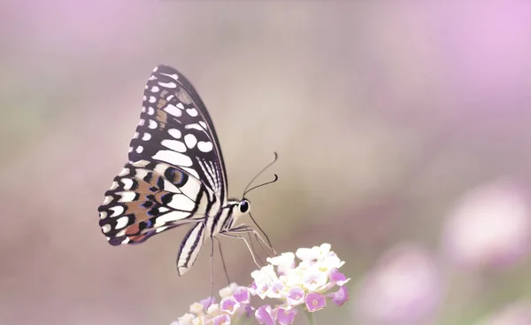 ピンクの庭の背景にピンクのパステルの花の驚くべき美しい蝶 完璧なマクロクローズアップ — ストック写真