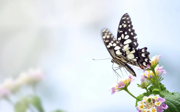 Erstaunliche Schöne Schmetterling Von Weißen Pastellblumen Auf Einem Rosa Hintergrund — Stockfoto