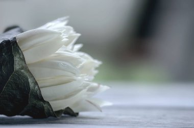 Beyaz Champaka çiçek Buket veya Michelia alba. arom kokuları var