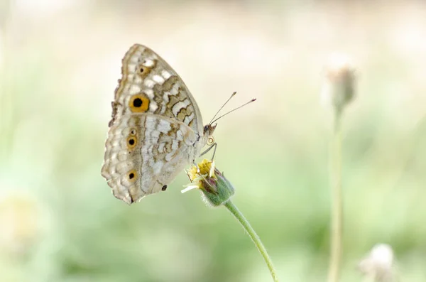 Krásný Motýl Pestrobarevné Květiny Zahradě — Stock fotografie