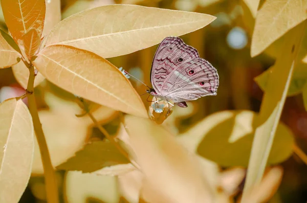 Kolorowy Motyl Dzikie Kwiaty Pomarańczowym Liściu Zbliżenie — Zdjęcie stockowe