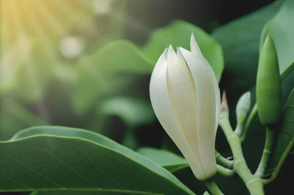 White Champaka flower or Michelia alba. have smells aroma on gre — Stock Photo, Image