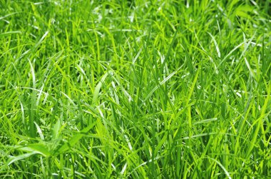 Bulanıklık yeşil arka plan üzerinde yeşil çim alan .