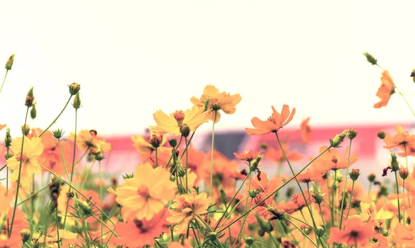 Cosmos flowers autumn summer blooming in the garden park with vintage style
