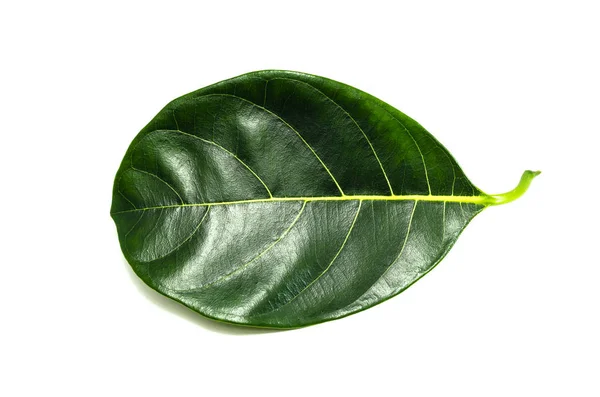 Nahaufnahme Blätter Von Jackfrüchten Isoliert Mit Grüner Textur Auf Weißem — Stockfoto