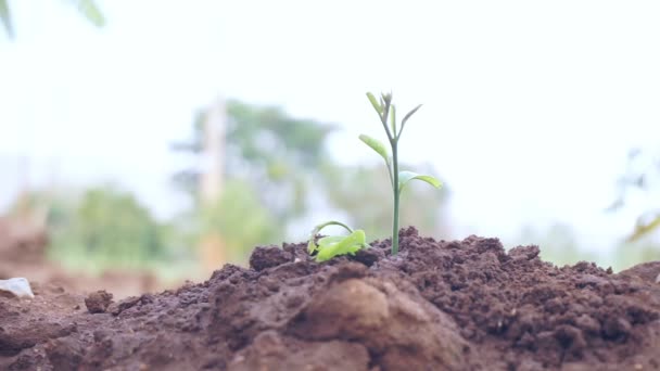 Män händer vattna en ung växt eller planta träd växer på marken i morgonljuset Slow Motion miljö Bevarande av naturresurser. Plantering av naturskyddskonceptet Jordens dag — Stockvideo