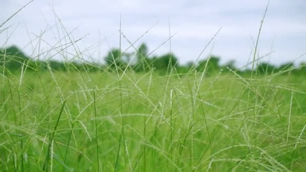 Natura naturale prato erba ondeggia lentamente dal vento colpo. Il bellissimo campo di erba ondeggiante verde che ondeggia insieme alla brezza del vento Rallentatore — Video Stock