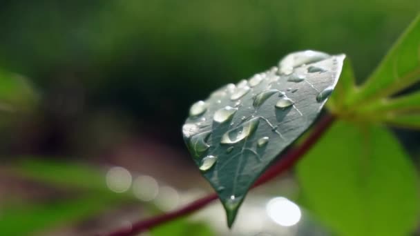 Sluiten regen water druppel op de natuur frisheid groen blad, slow motion in het regenwoud in de ochtend tijd — Stockvideo