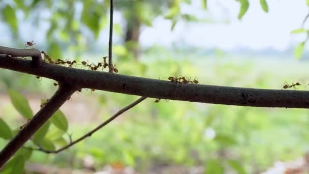 Μια ομάδα κόκκινων μυρμηγκιών περπατά σε κλαδιά φυσικών δασών ή τροπικών δασών κατά τους ζεστούς καλοκαιρινούς μήνες των ασιατικών χωρών. — Αρχείο Βίντεο