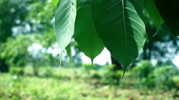 A folha verde do pho (folha do bho) na árvore tem uma forma afiada e um teste padrão bonito entre a natureza da árvore verde . — Vídeo de Stock