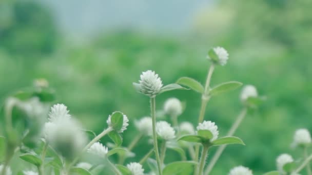 Campos de flores brancas e verdes de folhas e o movimento do vento da natureza . — Vídeo de Stock