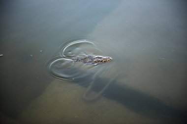 Gölde bataklık bir havuzda yüzen güzel bir Bataklık Kurbağası