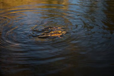 Üreme mevsiminde nehirdeki Kurbağa Grubu