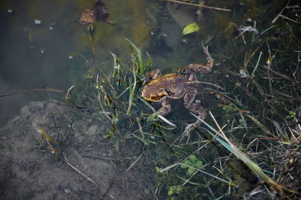 Ένας όμορφος βάτραχος που κολυμπάει σε μια πισίνα στη λίμνη — Φωτογραφία Αρχείου
