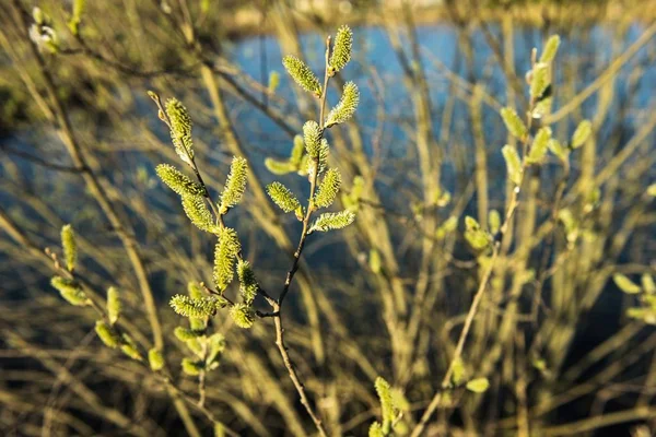 Frühlingsblätter auf einem Zweig des Apfelbaums. — Stockfoto