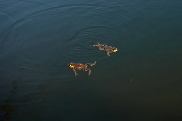 Piękny Bagno Frog pływanie w bagniste basen w jeziorze — Zdjęcie stockowe