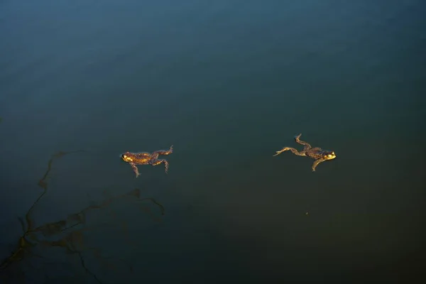 Een prachtige moeras kikker zwemmen in een moerassige zwembad in het meer — Stockfoto