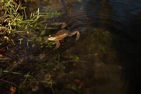 Um belo sapo Marsh nadando em uma piscina pantanosa no lago — Fotografia de Stock