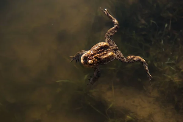 Una hermosa rana pantanosa nadando en una piscina pantanosa en el lago — Foto de Stock