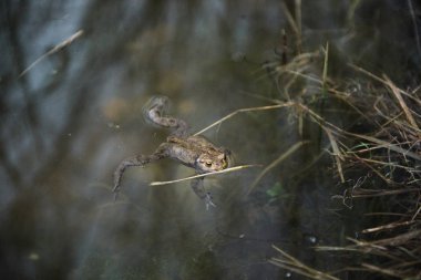Gölde bataklık bir havuzda yüzen güzel bir Bataklık Kurbağası
