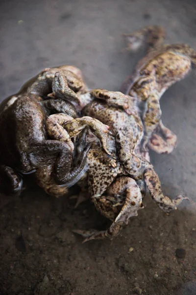 번식기 동안 강에서 개구리의 그룹 — 스톡 사진