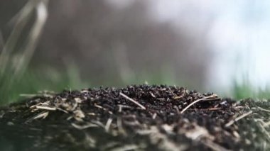 Güneşli bir günde bir karınca yuvasının yakından görünümü