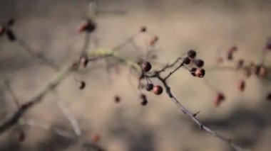 Kurutulmuş çilek şube closeup rowan. Bahar zamanı.